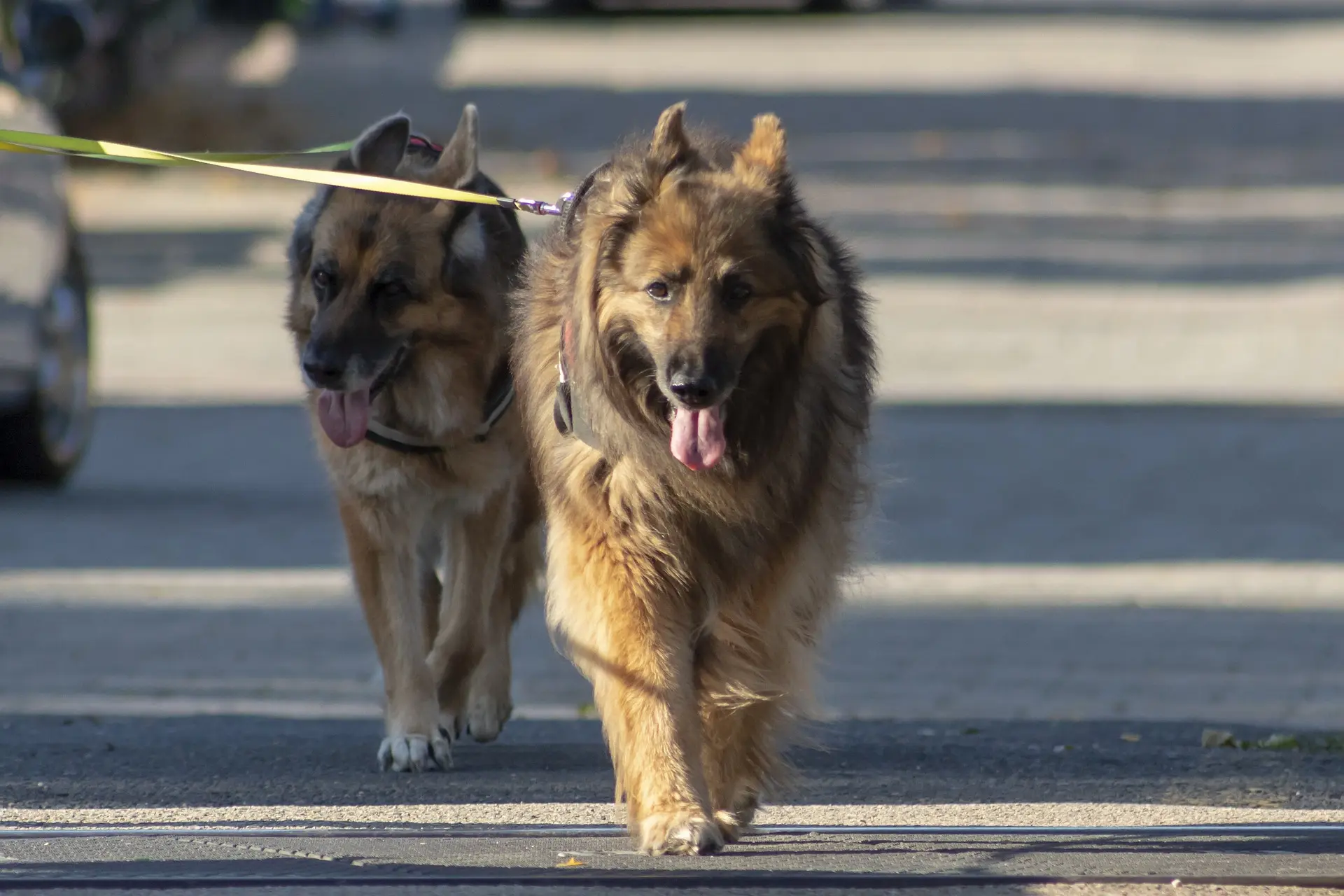 Schönster Hund
